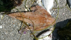 Ogcocephalidae