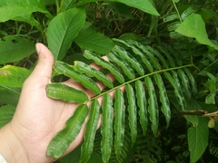Ptisana