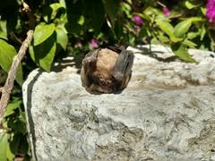 Mormoops megalophylla