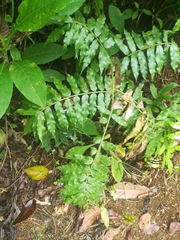 Ptisana
