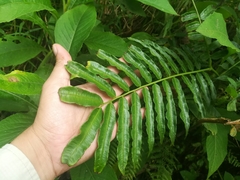 Ptisana