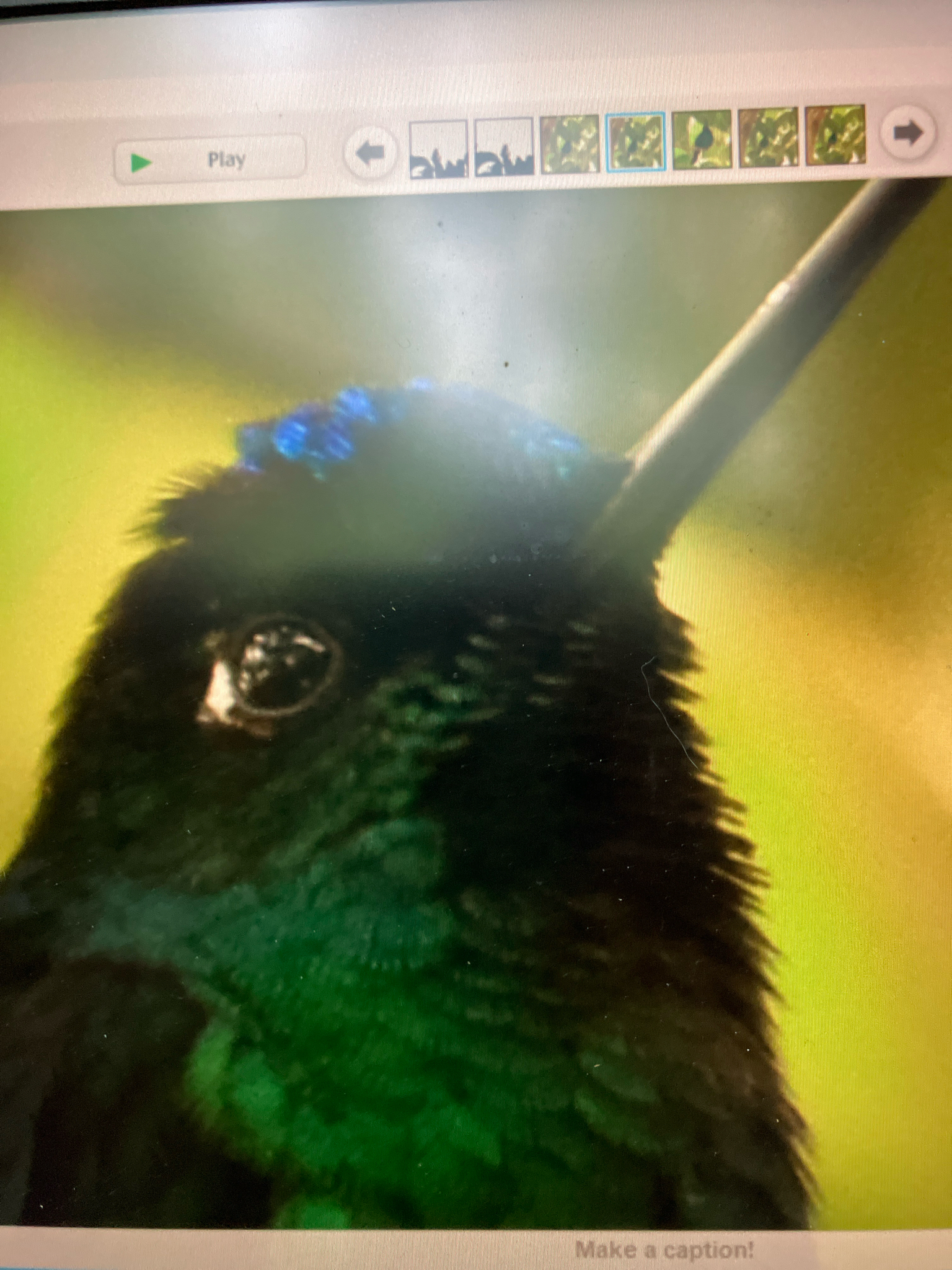 White-tailed Starfrontlet (Coeligena phalerata), photo 8