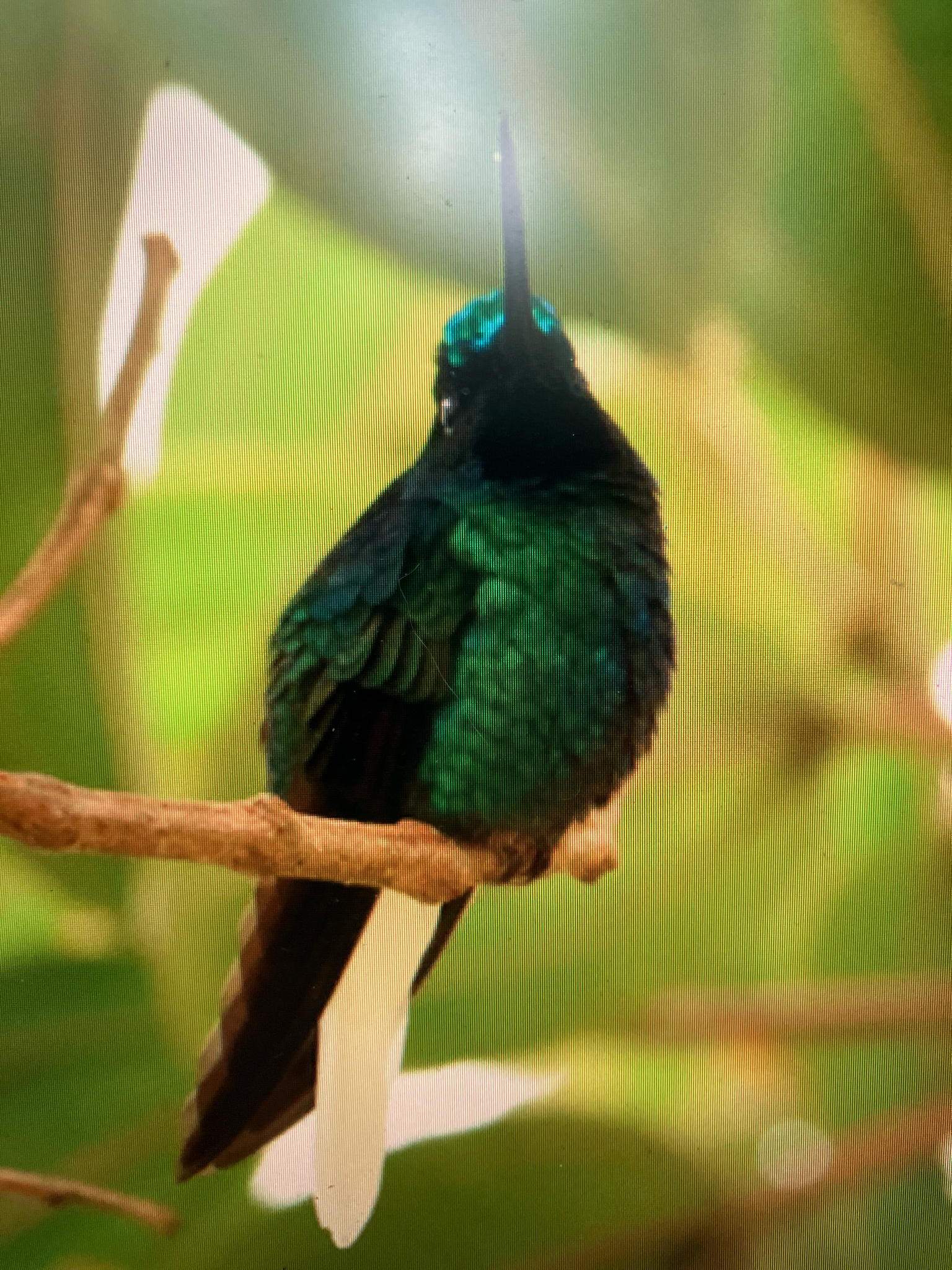 White-tailed Starfrontlet (Coeligena phalerata), photo 7