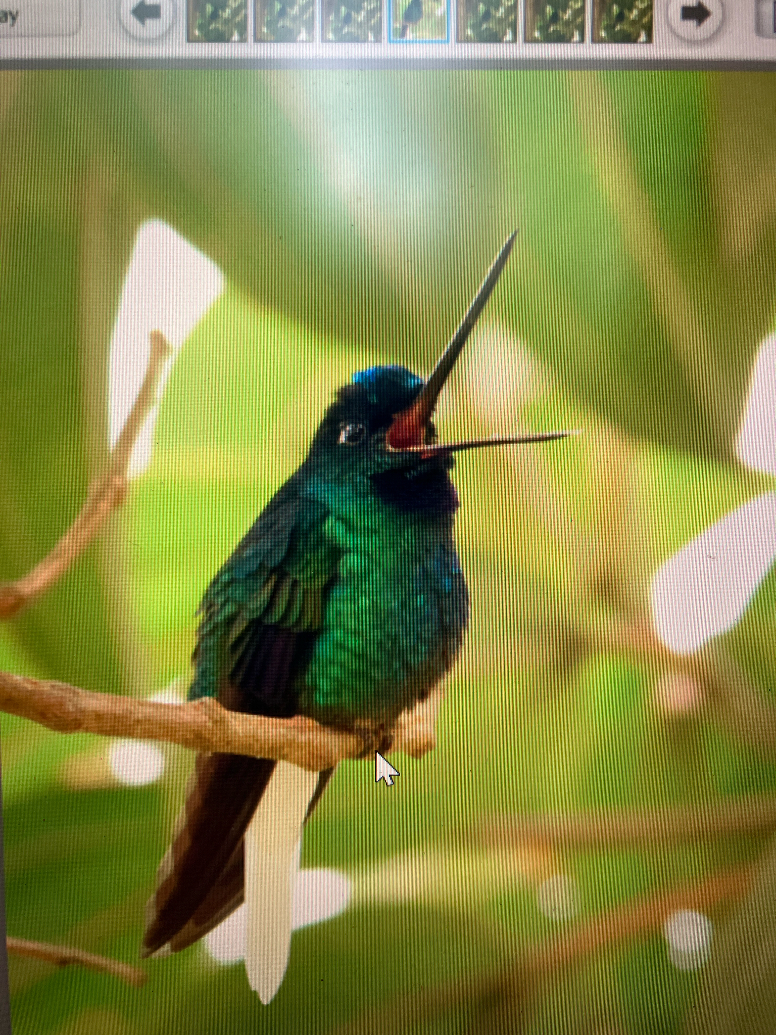 White-tailed Starfrontlet (Coeligena phalerata), photo 6