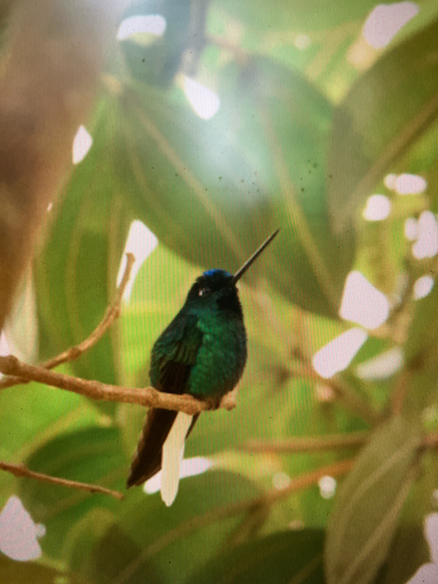 White-tailed Starfrontlet (Coeligena phalerata), photo 5