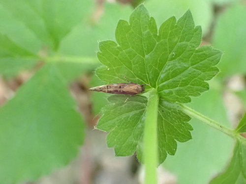 Mompha idaei
