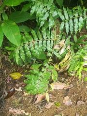 Ptisana
