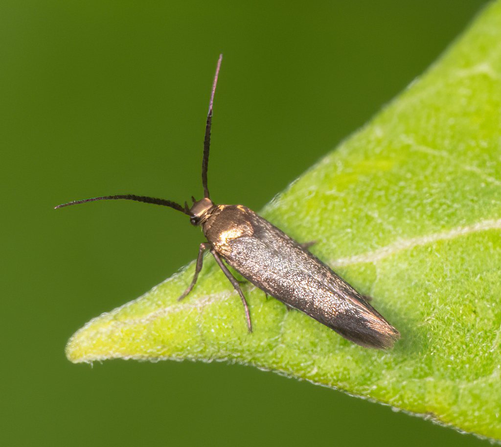 Scythris fuscicomella
