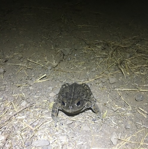iNaturalist observation photo of Western Toad