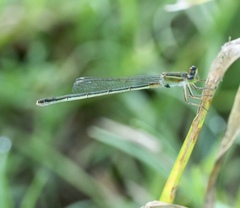 Ischnura hastata