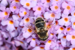 Eoseristalis