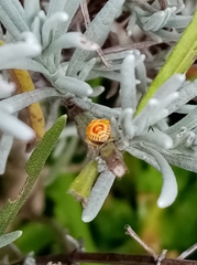 Eurydema