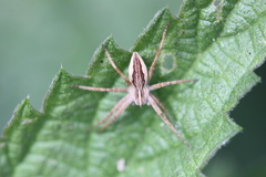 Pisaura mirabilis