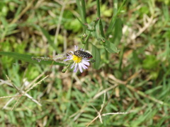 Acmaeodera haemorrhoa