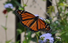 Danaus plexippus
