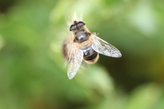 Eristalis tenax