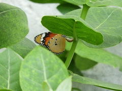 Danaus chrysippus