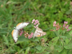 Acmaeodera haemorrhoa