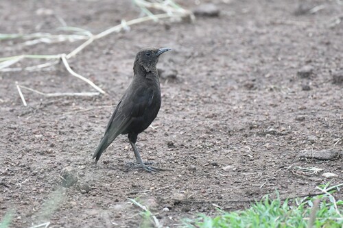 Anteater Chat (Myrmecocichla aethiops), photo 6