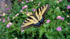 Papilio glaucus