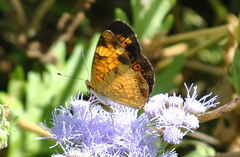 Phyciodes tharos
