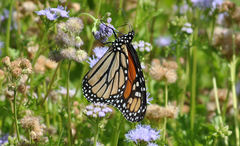 Danaus plexippus