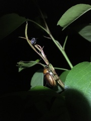 Rhizotrogus aestivus