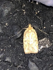 Agonopterix thelmae