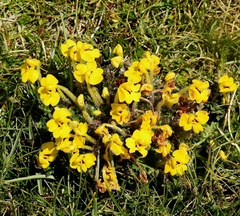 Pedicularis longiflora