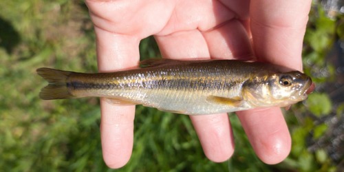 Creek chub (Semotilus atromaculatus) — Cyprinidae — 3