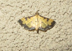 Ategumia ebulealis