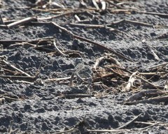 Holbrookia subcaudalis