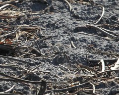 Holbrookia subcaudalis