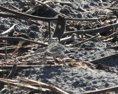 Holbrookia subcaudalis