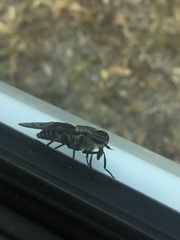 Tabanomorpha