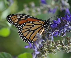 Danaus plexippus