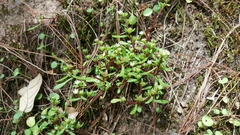 Sedum jaliscanum