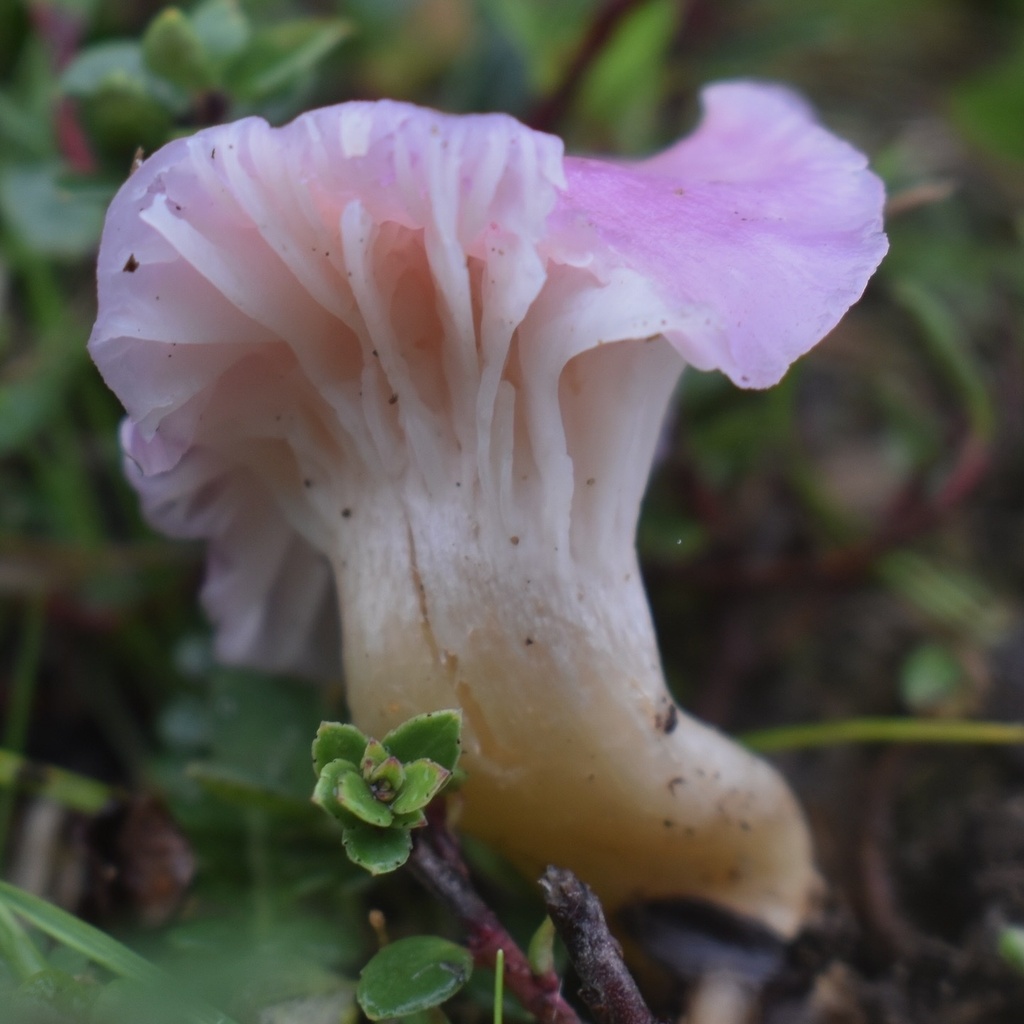 Cuphophyllus adonis