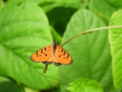 Acraea terpsicore