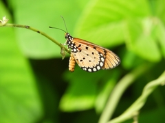 Acraea terpsicore