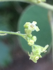 Cissampelos mucronata