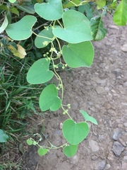 Cissampelos mucronata