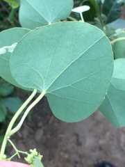 Cissampelos mucronata