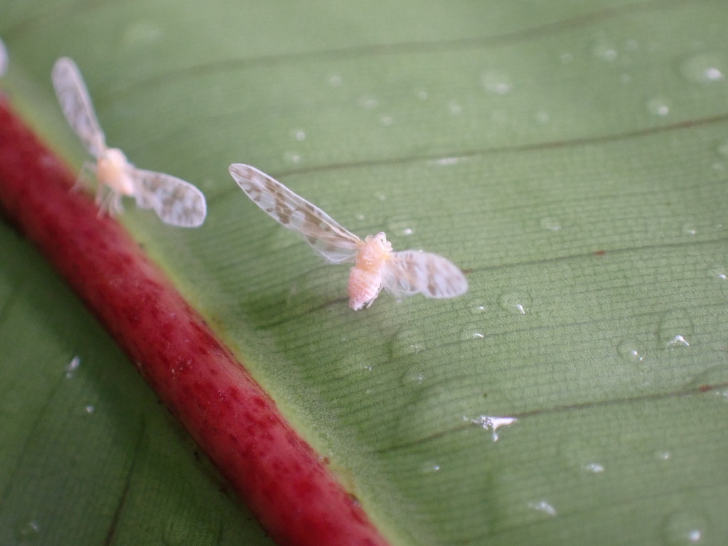 Symidia flava