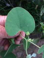 Cissampelos mucronata