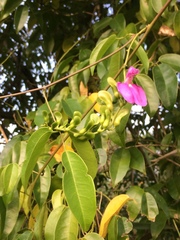 Canavalia bonariensis