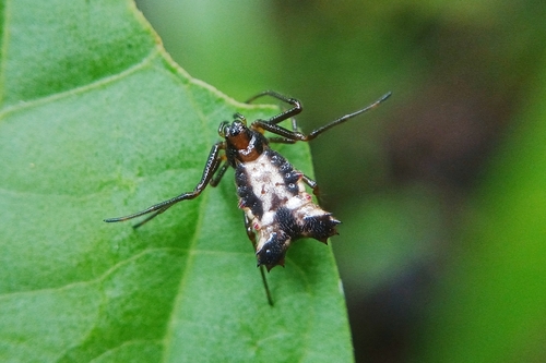 Micrathena quadriserrata