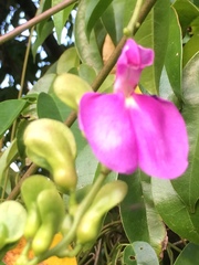 Canavalia bonariensis