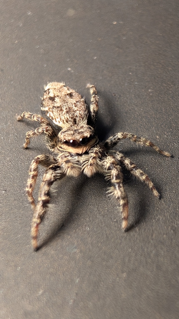 Marpissa muscosa