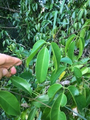 Canavalia bonariensis